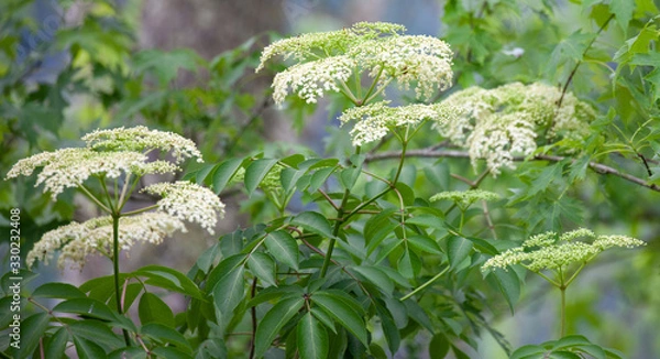 Fototapeta American Black Elderberry in Bloom