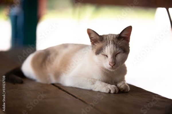 Fototapeta cat on a sofa