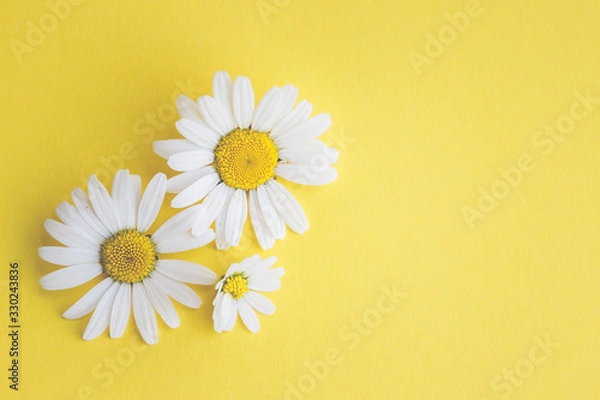 Fototapeta Gänseblümchen, Margeriten - Blüten auf buntem Karton, Vorlage für Design, Hintergrund