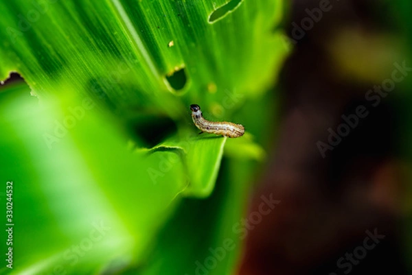 Fototapeta What causes the maize leaves being damaged,Corn leaf damaged by fall armyworm Spodoptera frugiperda.Corn leaves attacked by worms in maize field.