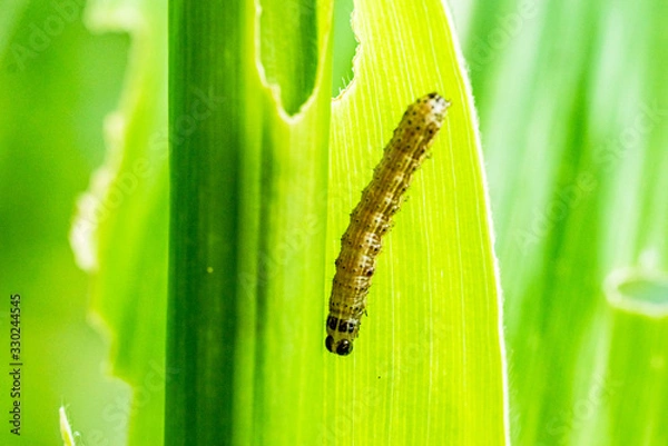 Fototapeta What causes the maize leaves being damaged,Corn leaf damaged by fall armyworm Spodoptera frugiperda.Corn leaves attacked by worms in maize field.