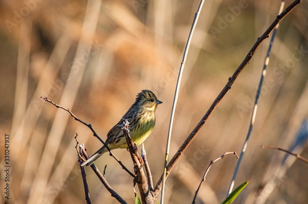 Obraz 夕暮れ時のアオジ