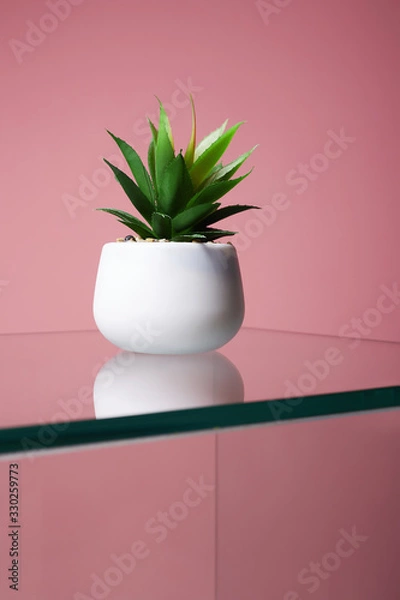 Fototapeta abstract still life. Lonely Cactus on glass table