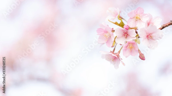 Fototapeta 花 河津桜 