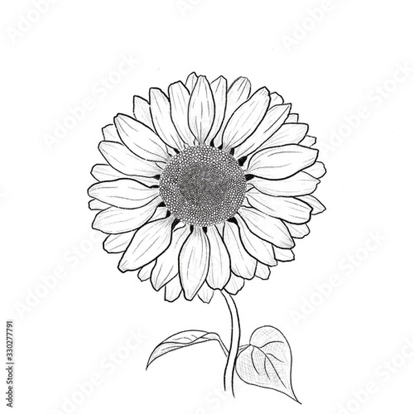 Fototapeta Sun flower line drawing