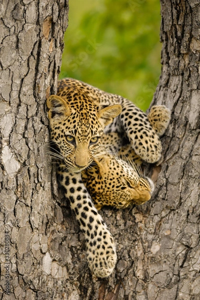 Fototapeta This photograph of two Leopard cubs playing in a tree, was taken sabi sands game reserve in South Africa.