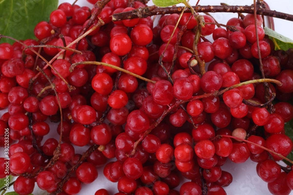 Fototapeta Schisandra Chinensis isolated on white