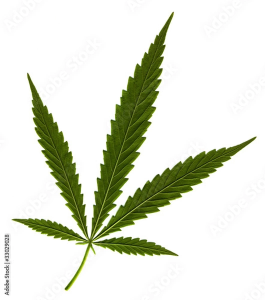 Obraz Cannabis leaf