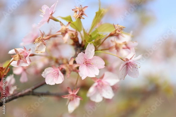 Fototapeta さくら