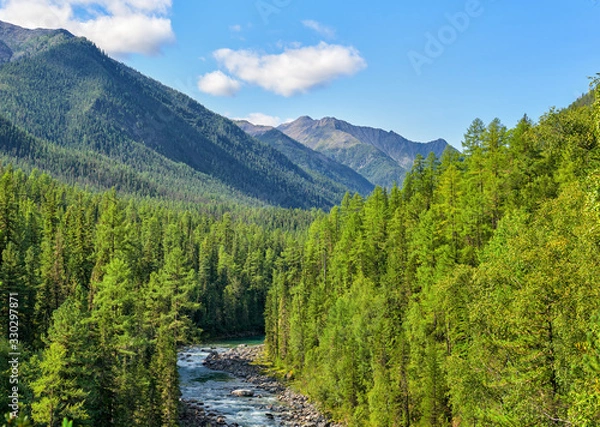Fototapeta Subalpine coniferous taiga in Siberian mountains