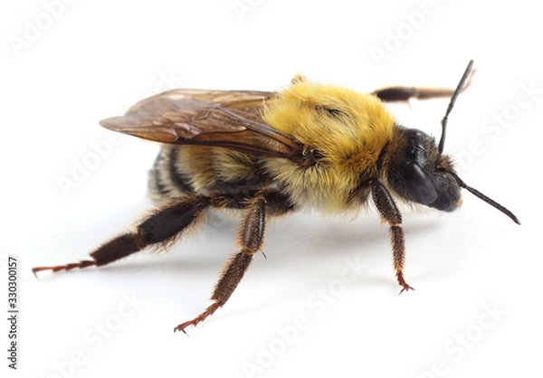 Fototapeta Bumblebee isolated on white background