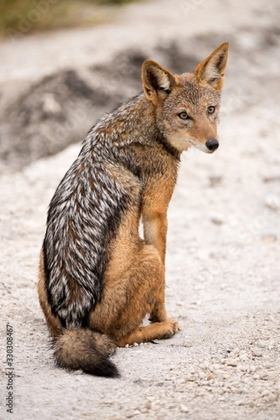 Fototapeta A close up vertical portrait of a black-backed jackal sitting on a sand road and looking towards the camera, taken in the Madikwe Game Reserve, South Africa.