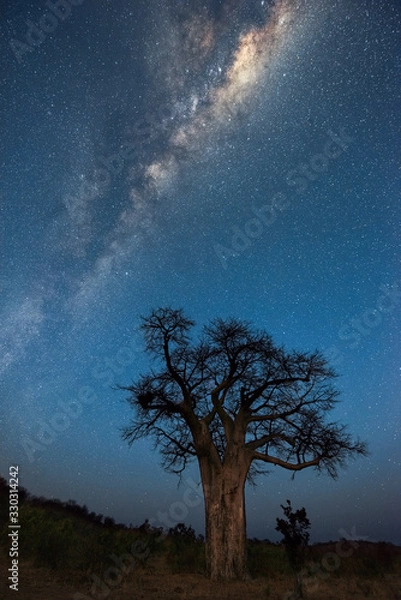 Fototapeta A vertical Milky Way night sky photograph, of the galactic centre rising above an ancient baobab tree, taken in the Pafuri Concession of the Kruger National Park, South Africa.