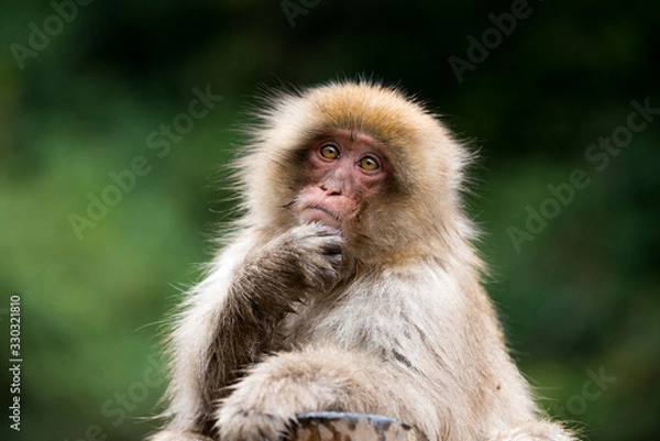 Obraz 地獄谷野猿公苑のスノーモンキー 猿