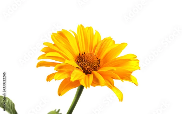 Obraz Growing yellow chamomile