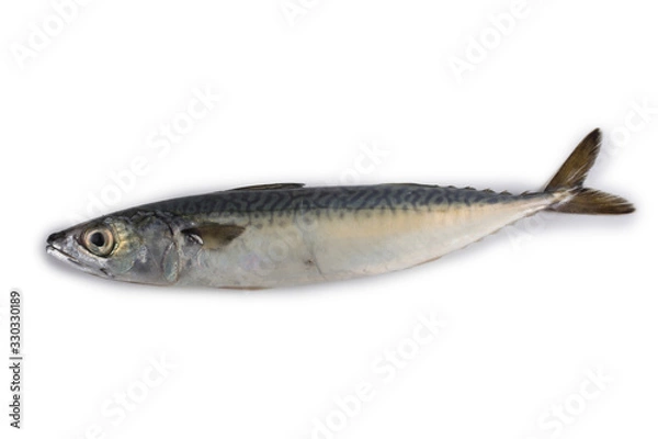 Obraz Chub mackerel (Pacific mackerel, saba)