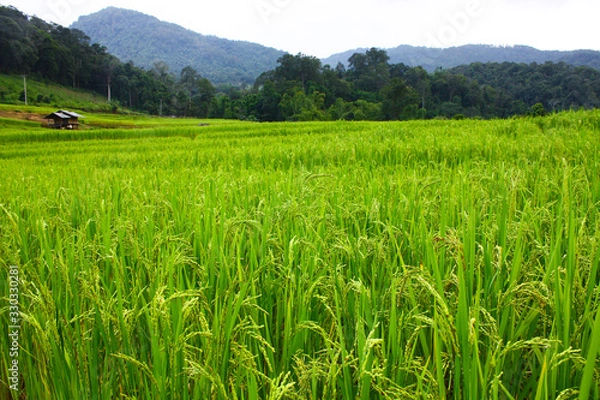 Fototapeta paddy field with green rice paddy and mountain background