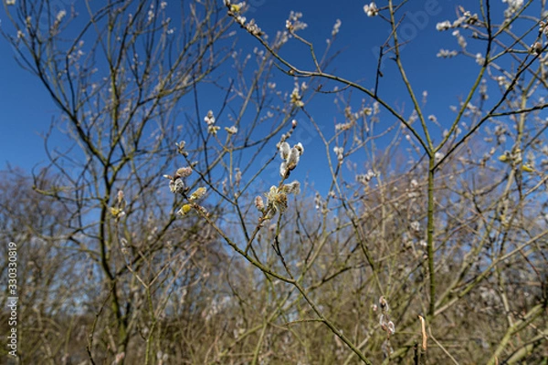 Obraz Weidenkätzchen