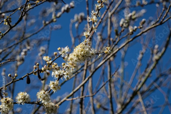 Obraz Weidenkätzchen