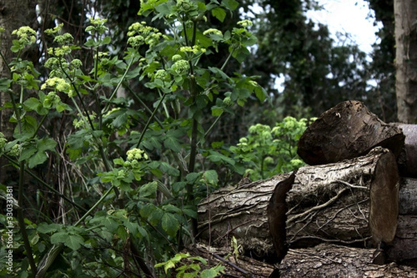 Fototapeta Logs In A Forest