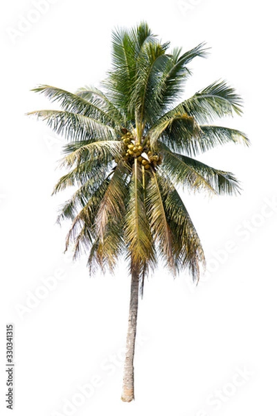 Fototapeta Coconut tree isolated on white background.