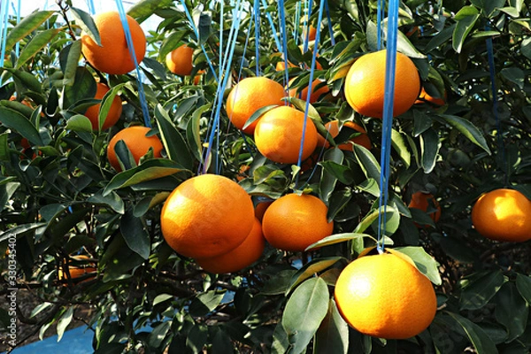 Obraz 한국 제주산 천혜향