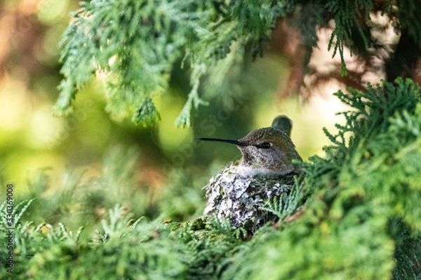 Fototapeta A hummingbird sits on its nest in a cedar tree
