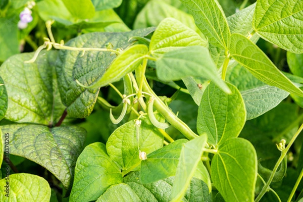 Fototapeta growing green beans in a permaculture garden in summer