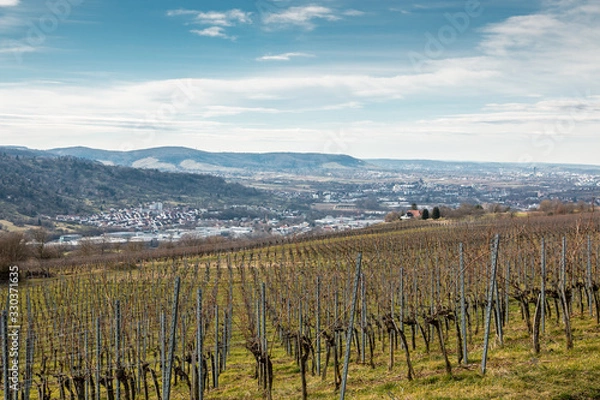 Fototapeta Big apple tree plantation in the middle of the countryside
