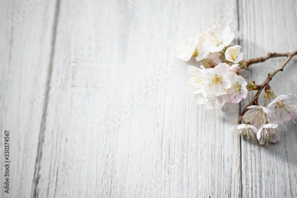 Fototapeta 満開の桜