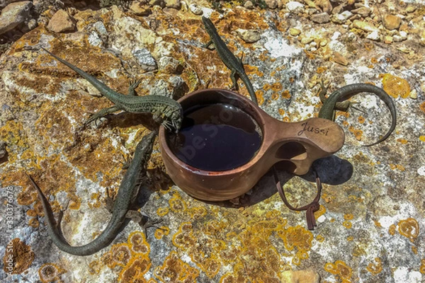 Fototapeta These lizards occupied my coffee cap while I was photographing an endemic Balearic Warbler. Dragonera, Mallorca, Spain.