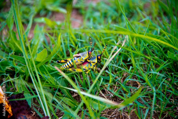 Fototapeta couple of mating grasshoppers, Phuthaditjhaba, south africa