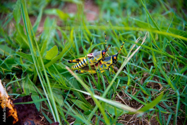 Fototapeta couple of mating grasshoppers, Phuthaditjhaba, south africa