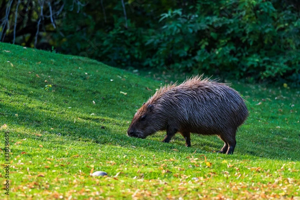 Obraz Capybara, giant cavy rodent on the grass