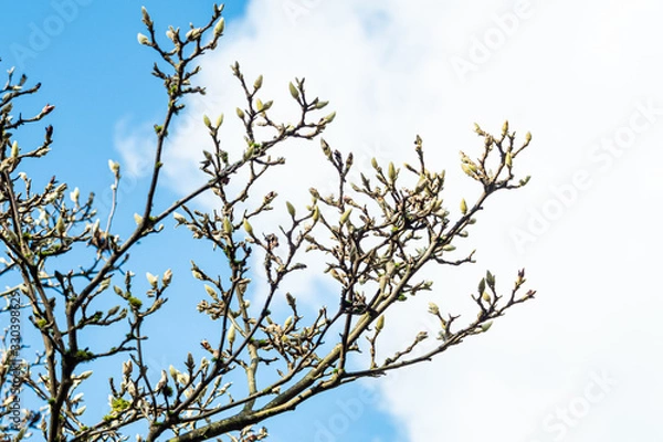 Fototapeta white magnolia flower buds popping up on the branches under cloudy blue sky in the park