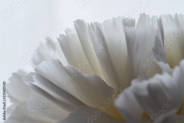 Obraz details and textures of white flower petals, white carnation, Dianthus caryophyllus, illuminated with natural light