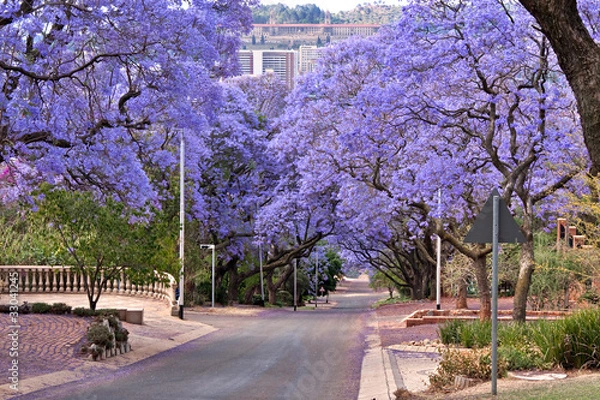 Obraz Drzewa Jacaranda