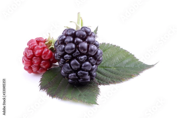Fototapeta Blackberries on leaf