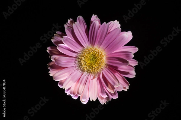 Obraz Gerbera Flower - Isolated on Black