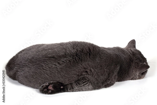 Obraz Funny sleeping British cat