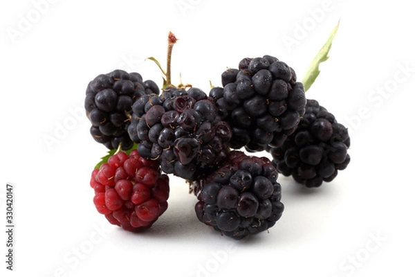 Fototapeta Cluster of blackberries