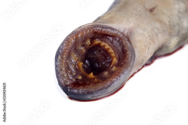 Obraz Lamprey fish teeth. This fish is vampire