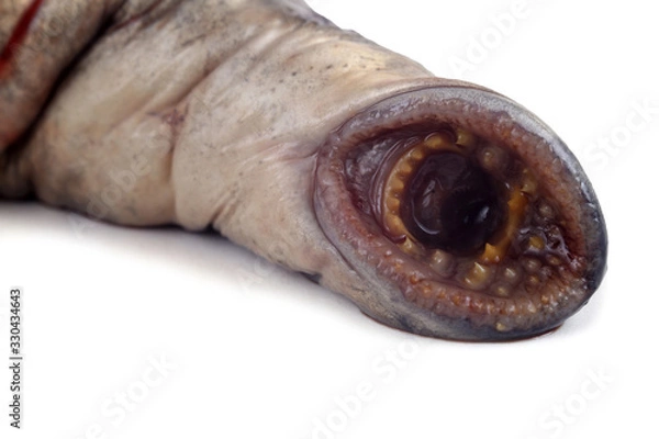 Obraz Lamprey fish teeth. This fish is vampire