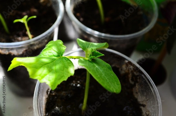 Obraz Cucumbers seedling potted on the window