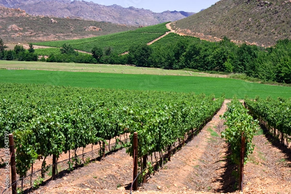 Obraz vineyard