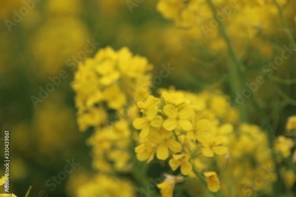 Obraz 咲き乱れる菜の花