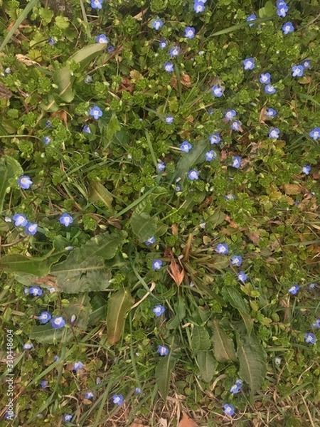 Fototapeta apples on tree