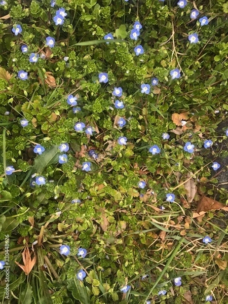 Fototapeta apples on tree