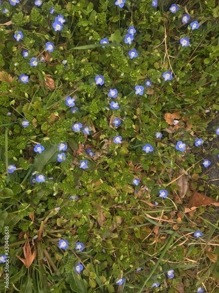 Fototapeta apples on tree