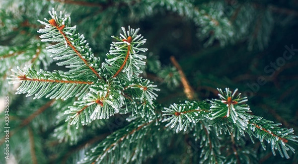 Fototapeta Winter forests